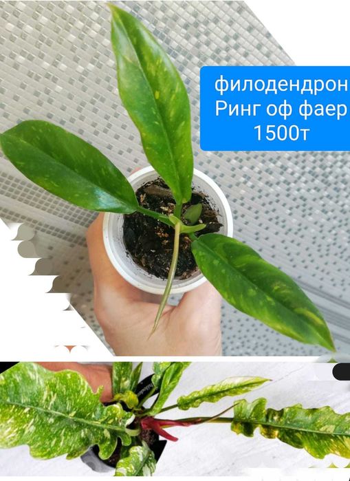 Продам от 3000т и меньше филодендроны