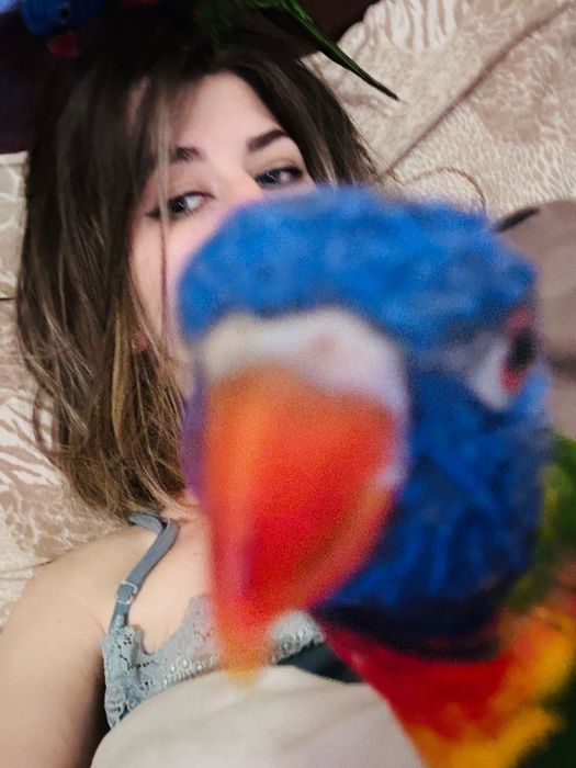 Papagali LORY Arcobaleno