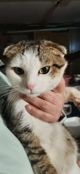 Молодой вислоухий котик ищет семью