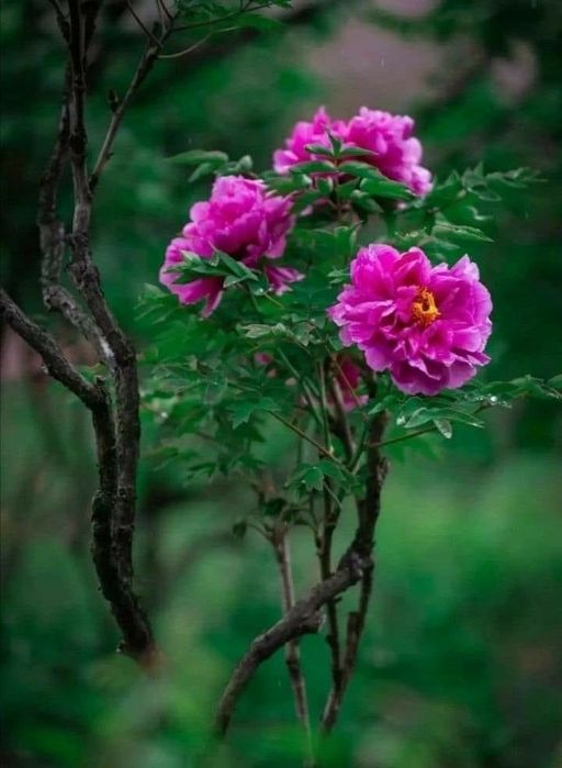 Bujor de Tip Pomisor (Diferite Culori )