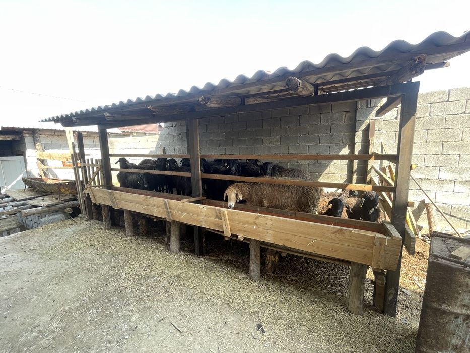 қой сатылады