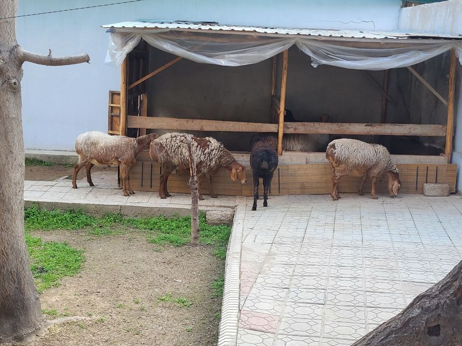 Тоза зотли солу куйлар