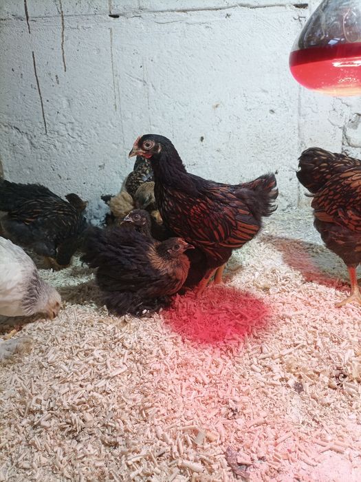 Brahma herminat deschis și hdA