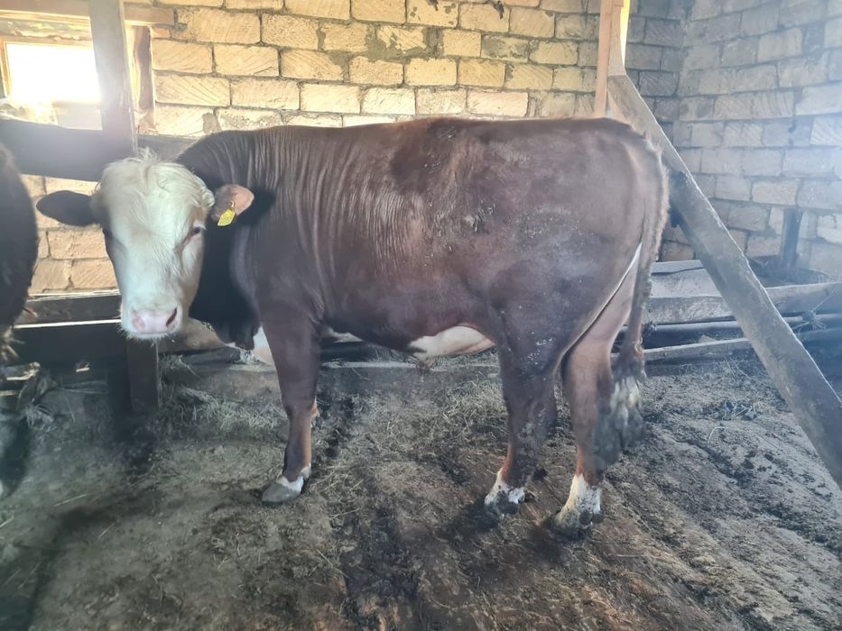 Бұқалар сатылады...