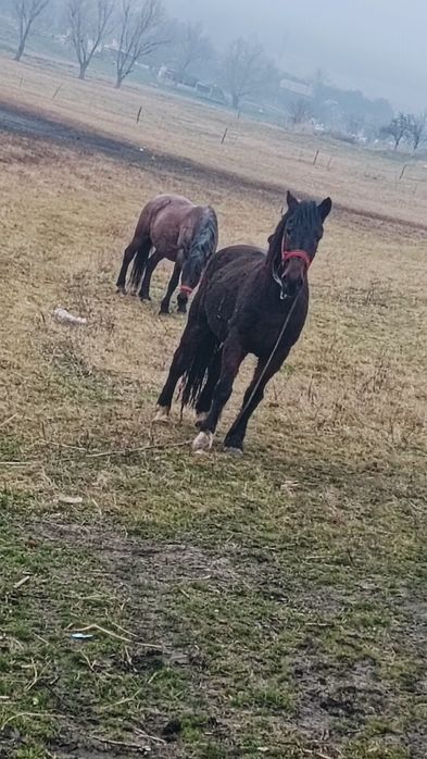 Văd   cal de 10 ani garantat de tras și aspru