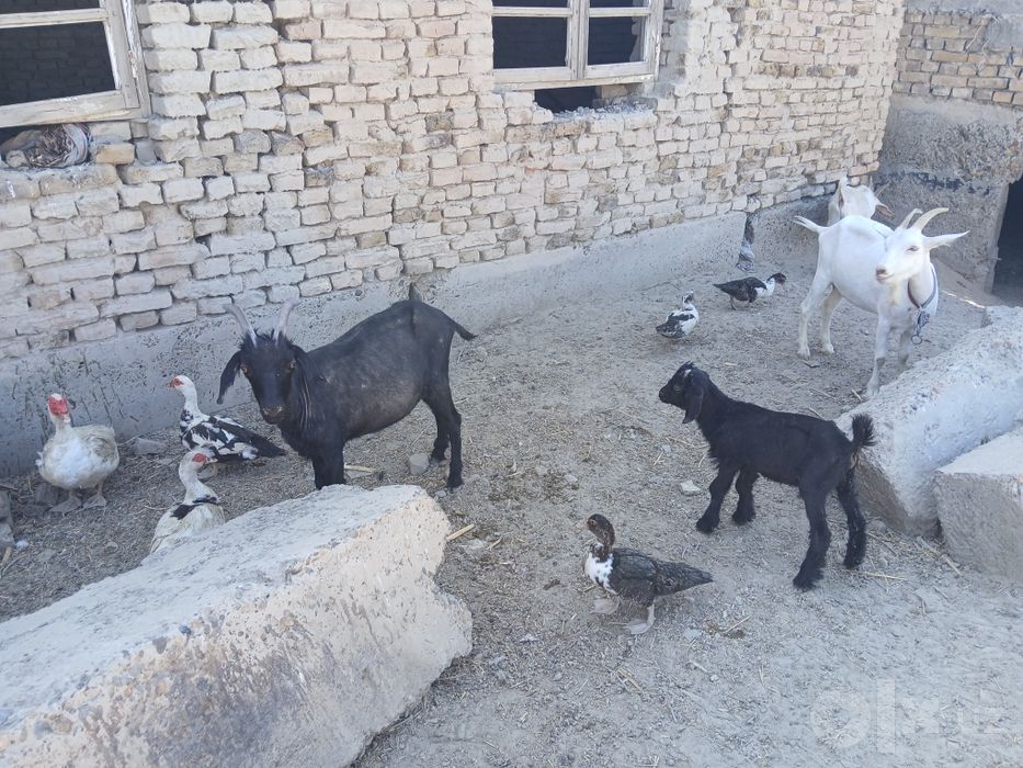 Yosh uloqlar bor