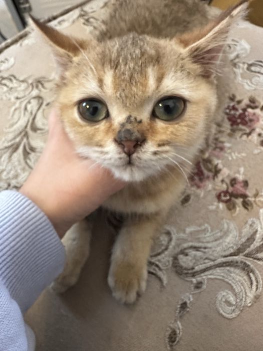 Продам котят золотистой шиншилы