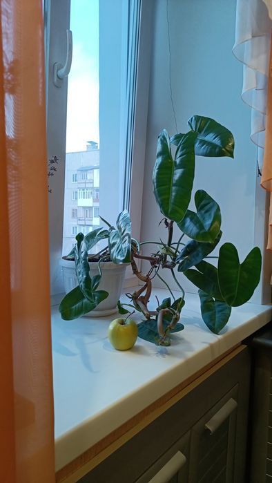 Филодендрон Бурле Макс