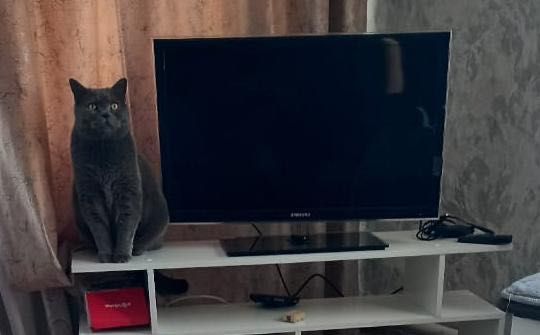 Британский Кот Граф