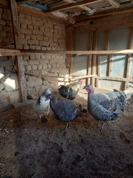 Тауыклар сатылады