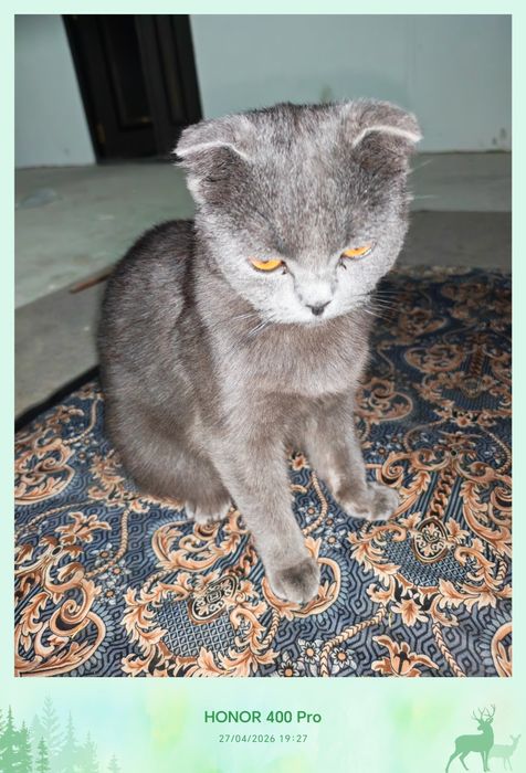 Фулд сотилади хомладор