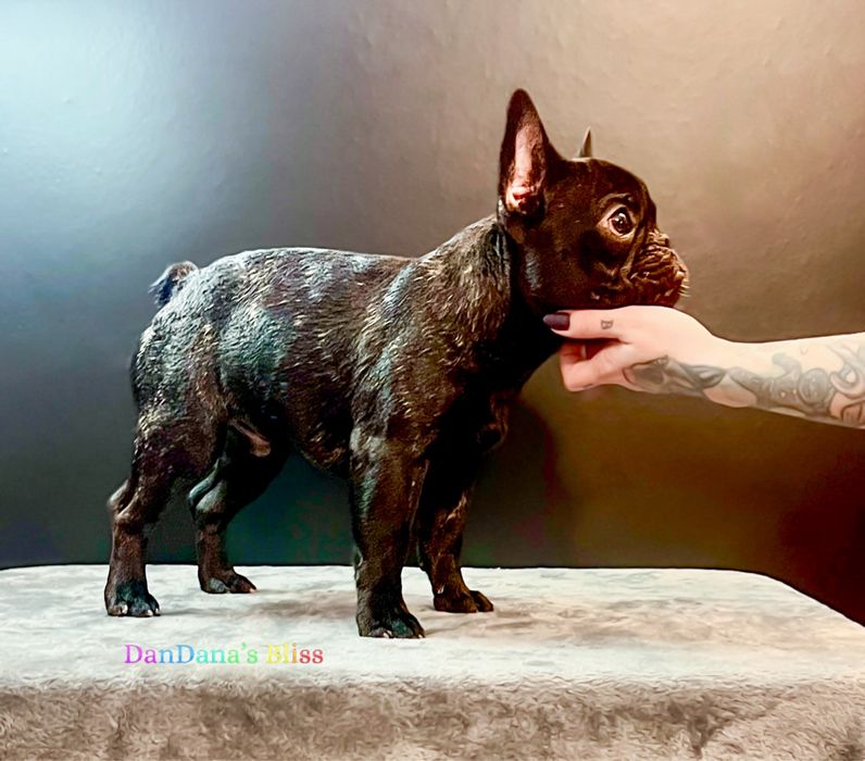 Bulldog francez cu pedigree - mascul