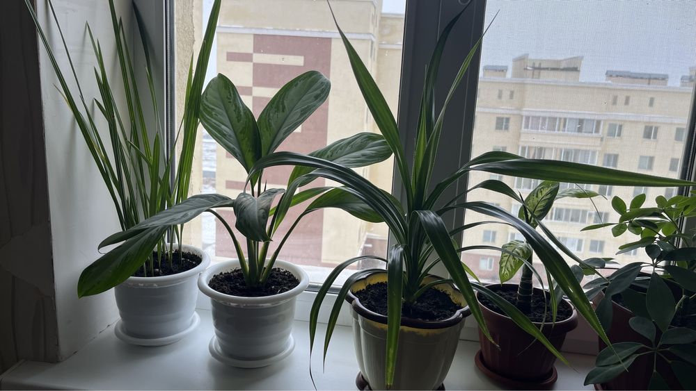 Продам комнатные цветы