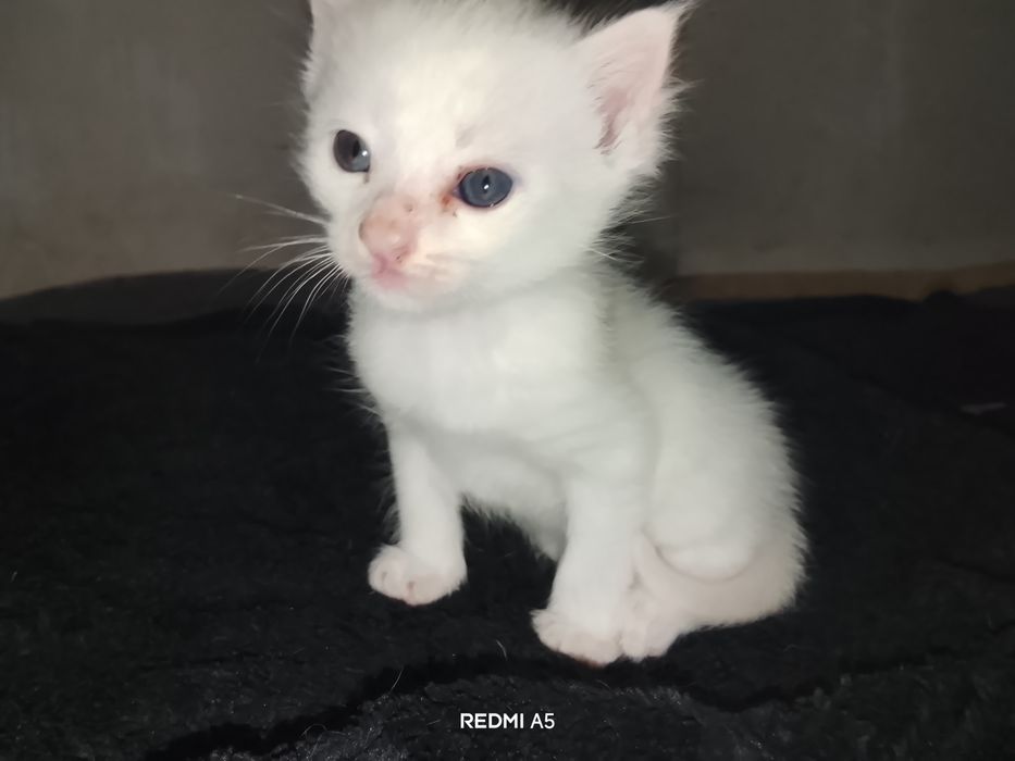 Turkish angora bir oyu ikki hafta oʻgʻil bola