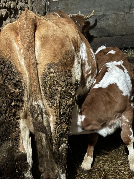 Vând vaca cu vițel