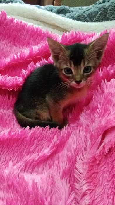 Абик и чаузи котята