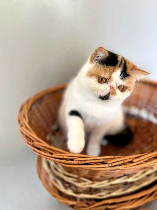 Продава се в развъждане котка, порода экзот. Родена 28.04.25.