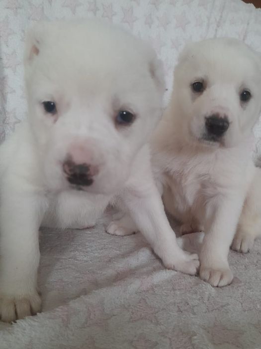 Продаются щенки САО Алабай