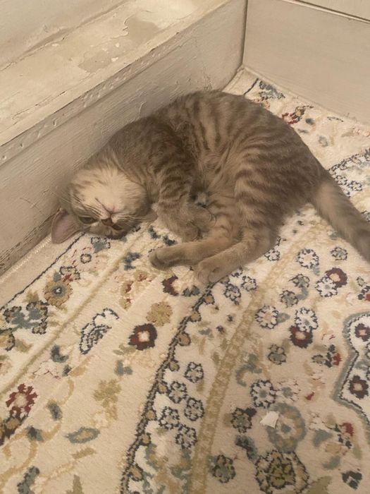 Отдам котенка (девочка)