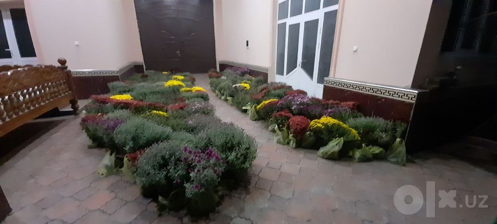 15000 dan globus xrizantema sotiladi