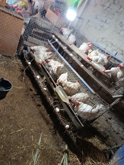 Sendi tovuqlar bor 20dona