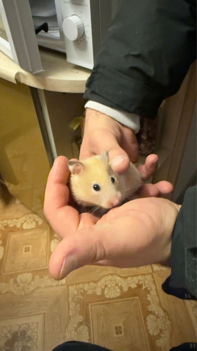 Отдам хомяка (девочка)