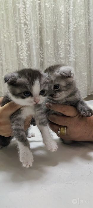 Mushuk bolalari 1 yarim oylik skochfold