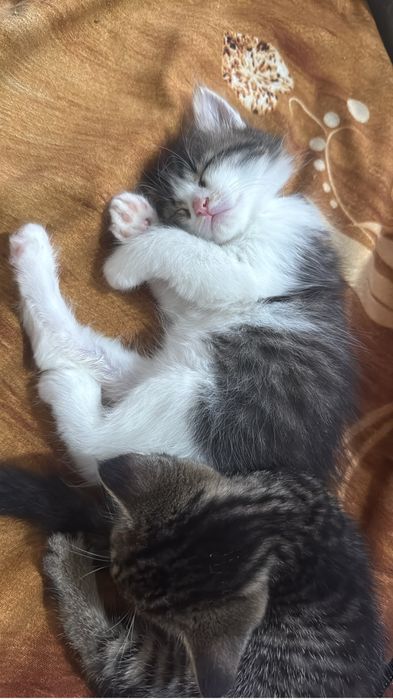 Мысық кошки ақылды 2 аилық