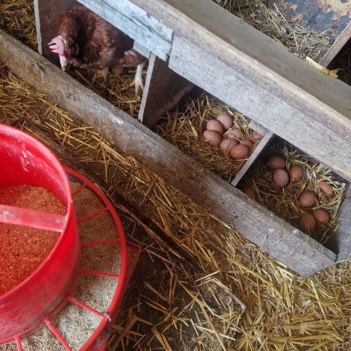 Gaini de ouă issa brwn