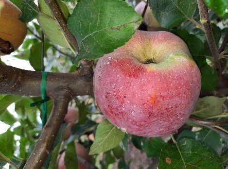 Pomi fructiferi Străvechi glia Strămoșească (Măr )