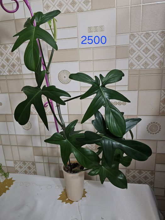 Филодендрон и хойи в наличие