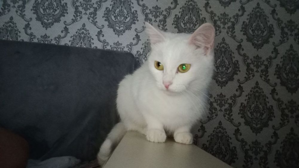 Пропала Кошка, Около 7 микрорайона