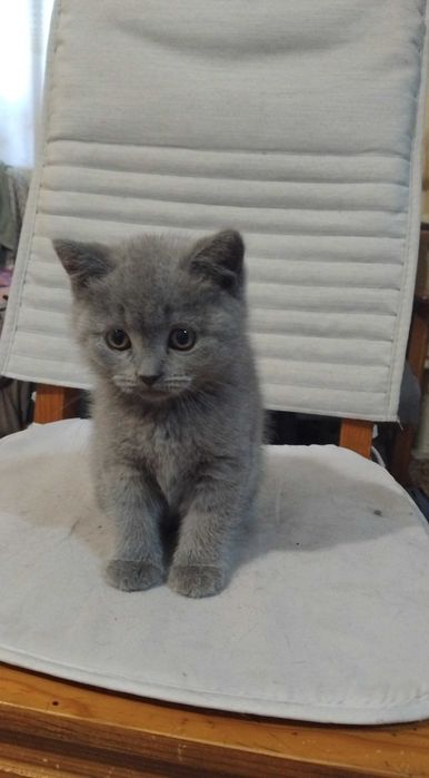 Малки британски котенца