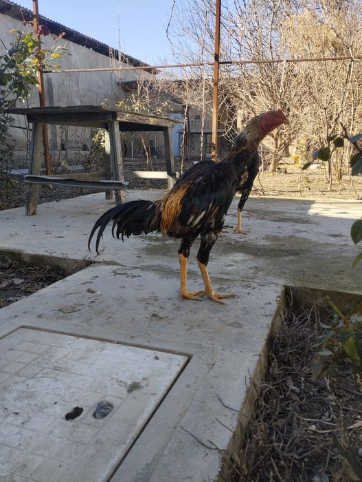 Saman juja sotiladi, zoti toza, Shahrisabz narxi 850ming