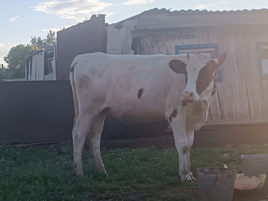 Продам тёлочку год и 4 месяца