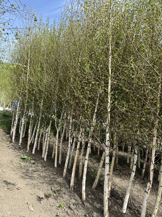 Leylandii chiparos / Tuia / plante de gradina