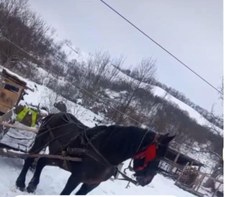 Iapa de 5 ani garantata va trimit video cu iapa