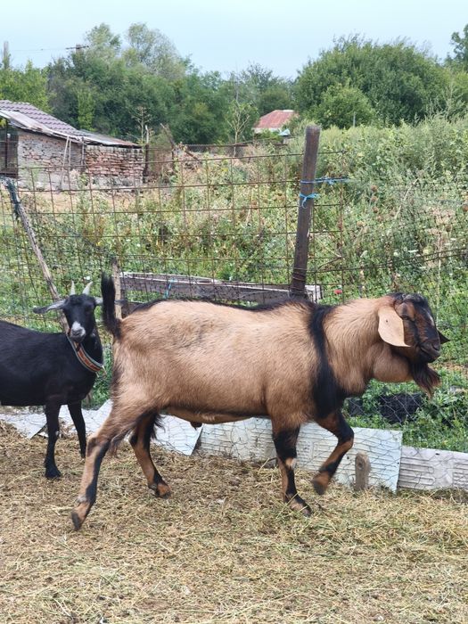 Țap anglonubian bun de monta