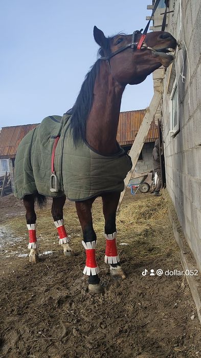 Здоровый опетита мощный