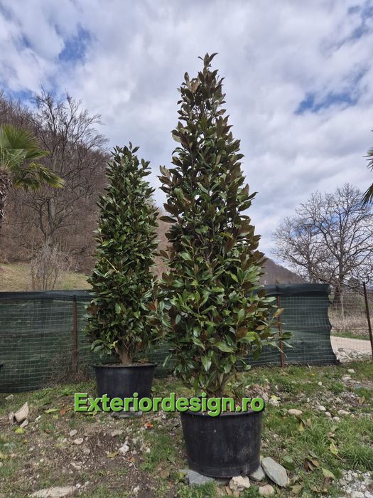leylandii, gard viu plante ornamentale Chiparos Leylandii gard viu, livrare rapidă