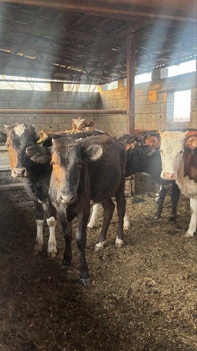 Продам годовалых телок