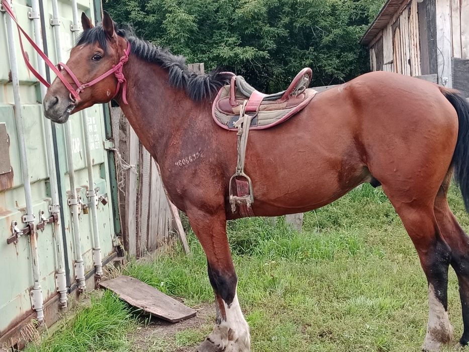 Продам жеребца 4 лет