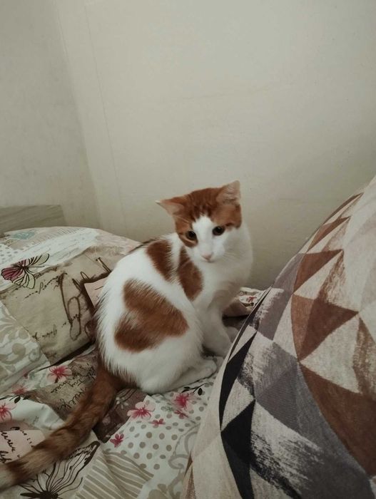 Подарявам домашно коте