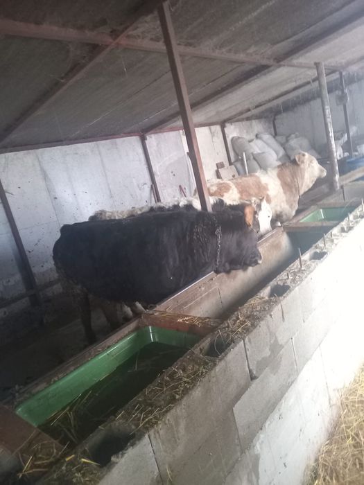 Vand 10 tauri si 2 junci