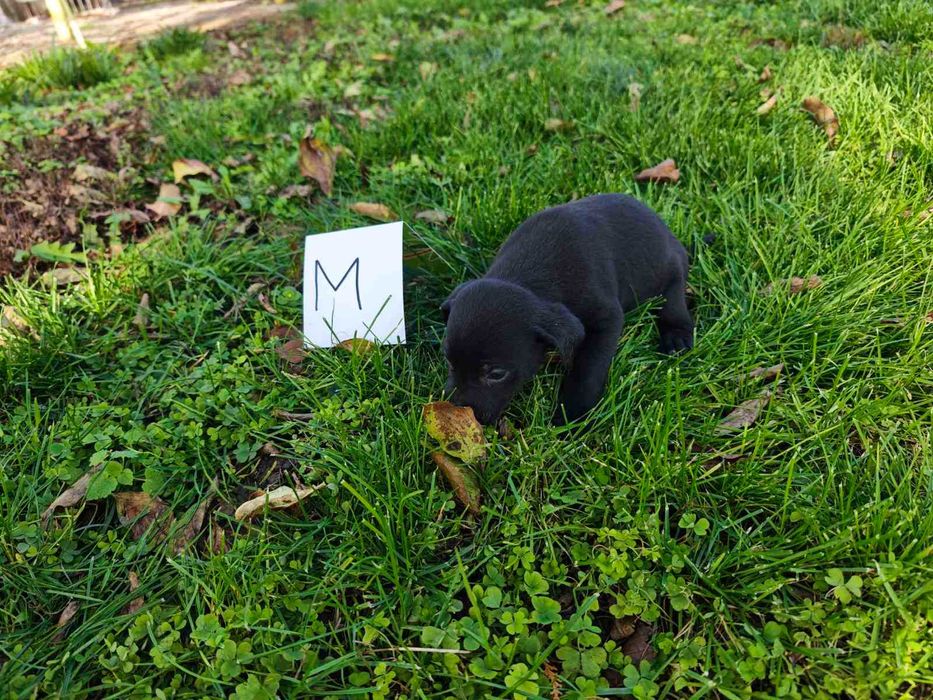 Подарявам кученца на 50 дни с поставена първа ваксина гр. Хасково