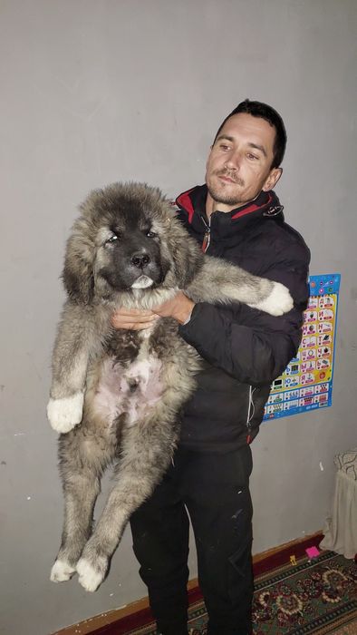 Щенки кавказской овчарки