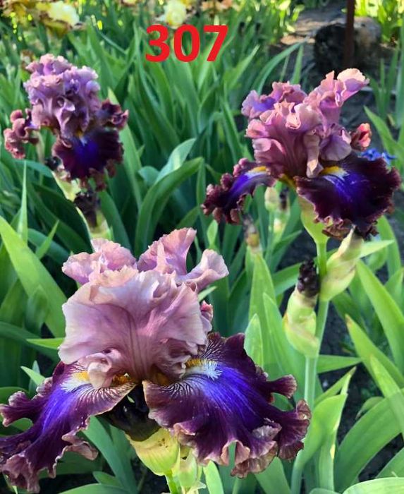 Сортови вискоки ириси /брадати ириси