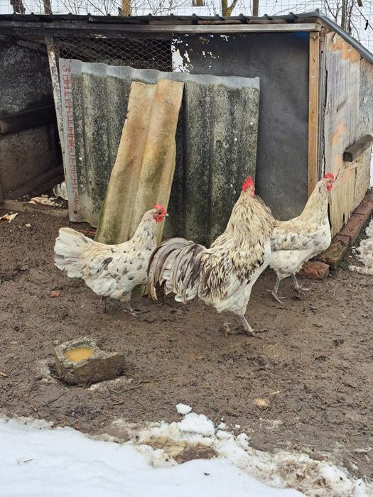 Vând gaini australorp