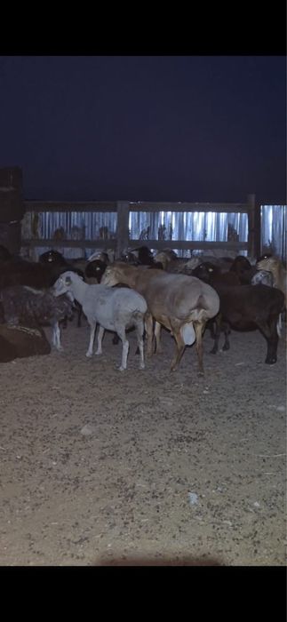 Кошкар, баран производитель