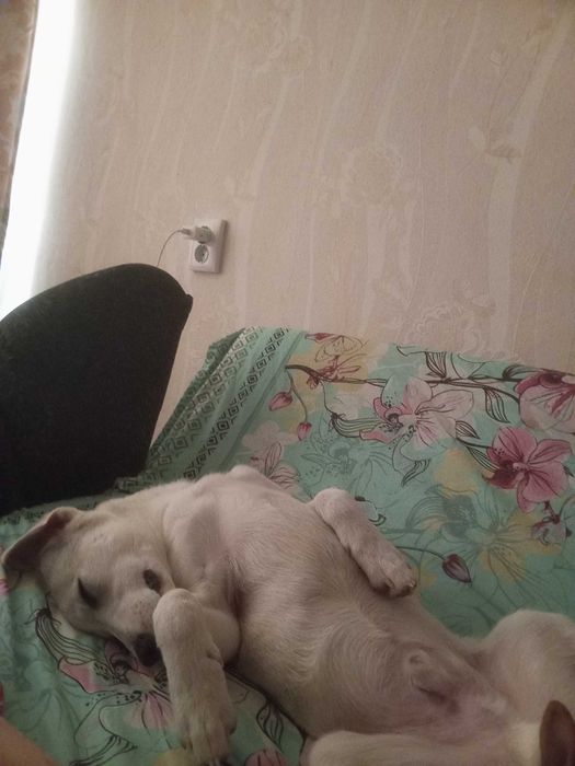 В добрые хорошие руки.